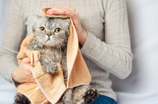 Cách tắm cho mèo trưởng thành
